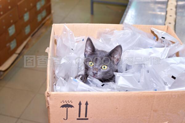 黑猫坐在纸板箱里,包括打包袋